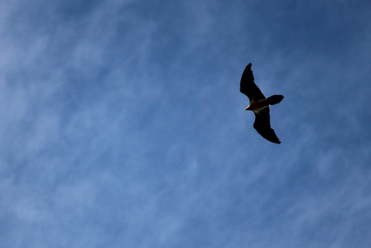 Bearded Vulture - ML610095728