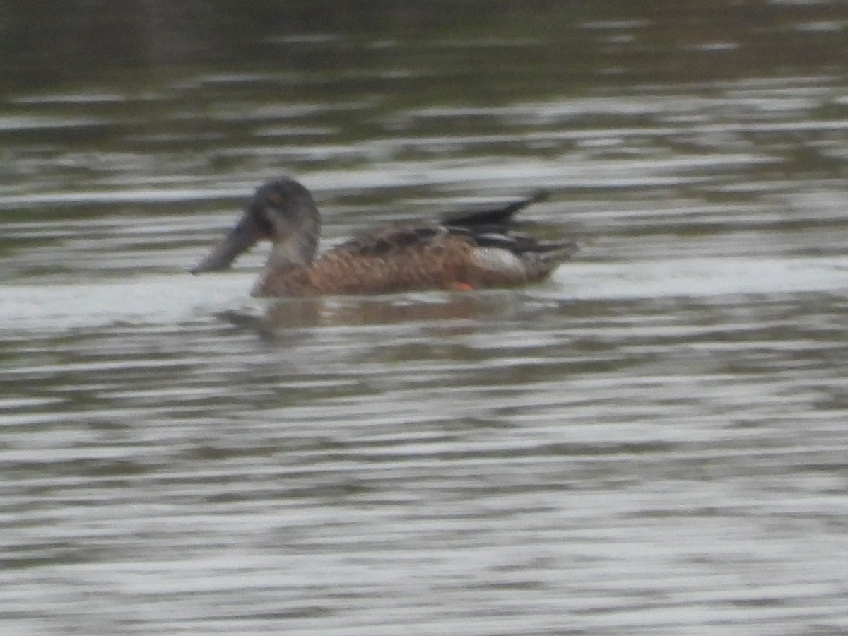 Northern Shoveler - ML610095735