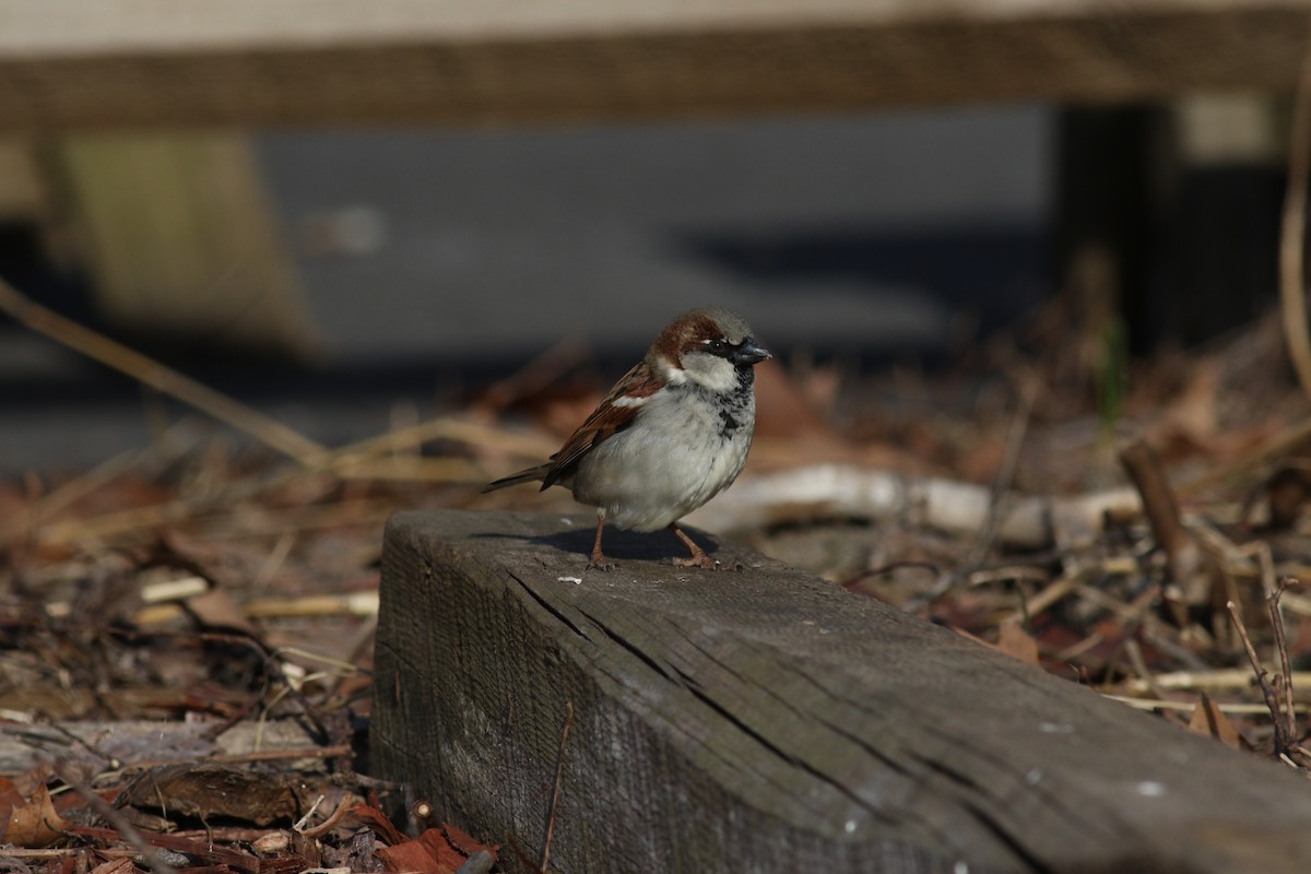 House Sparrow - ML610095759