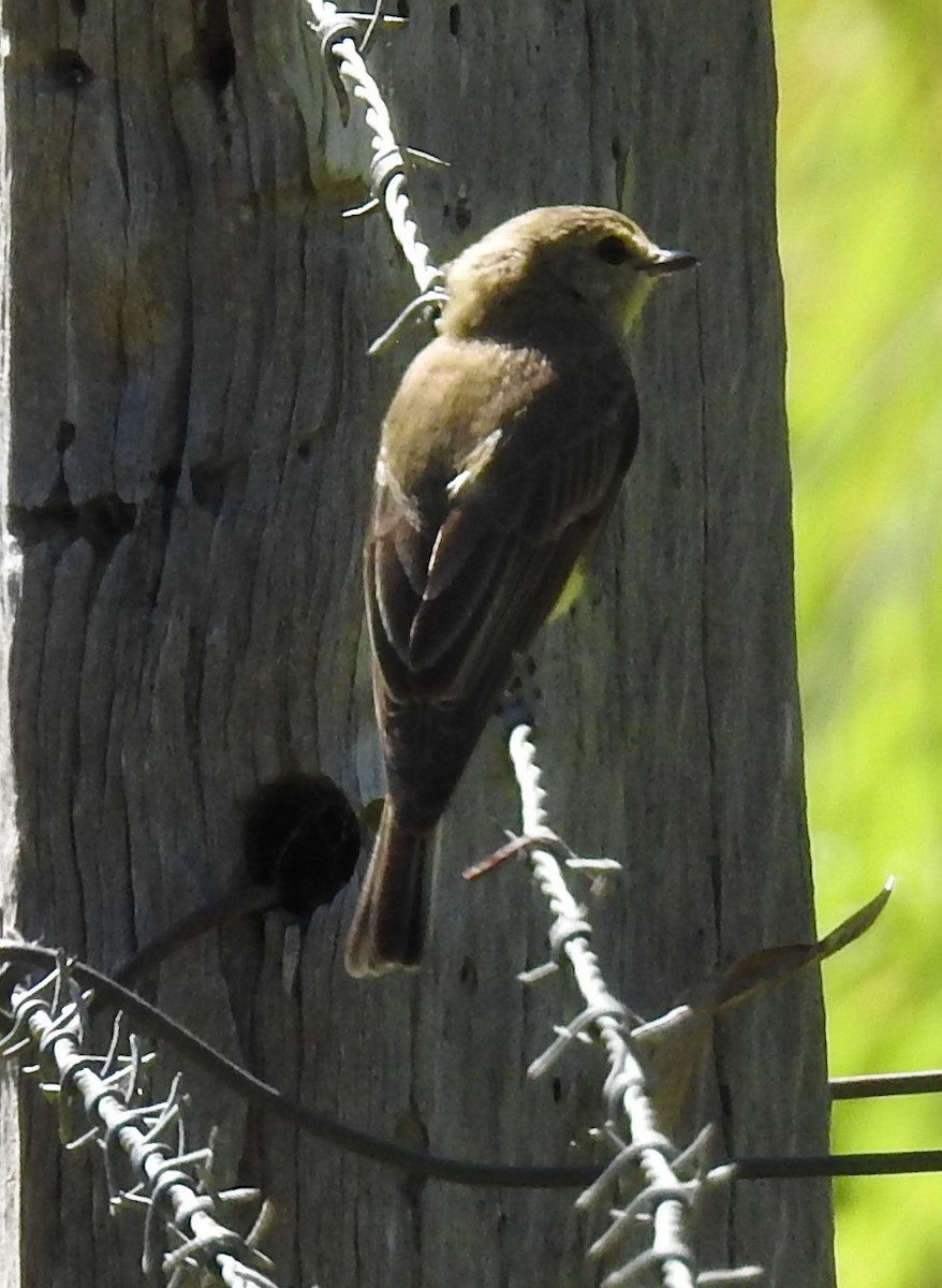 Lemon-bellied Flyrobin - Jamie B