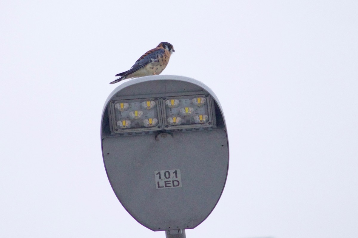 American Kestrel - ML610095800