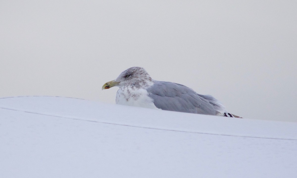 Herring Gull - ML610095801