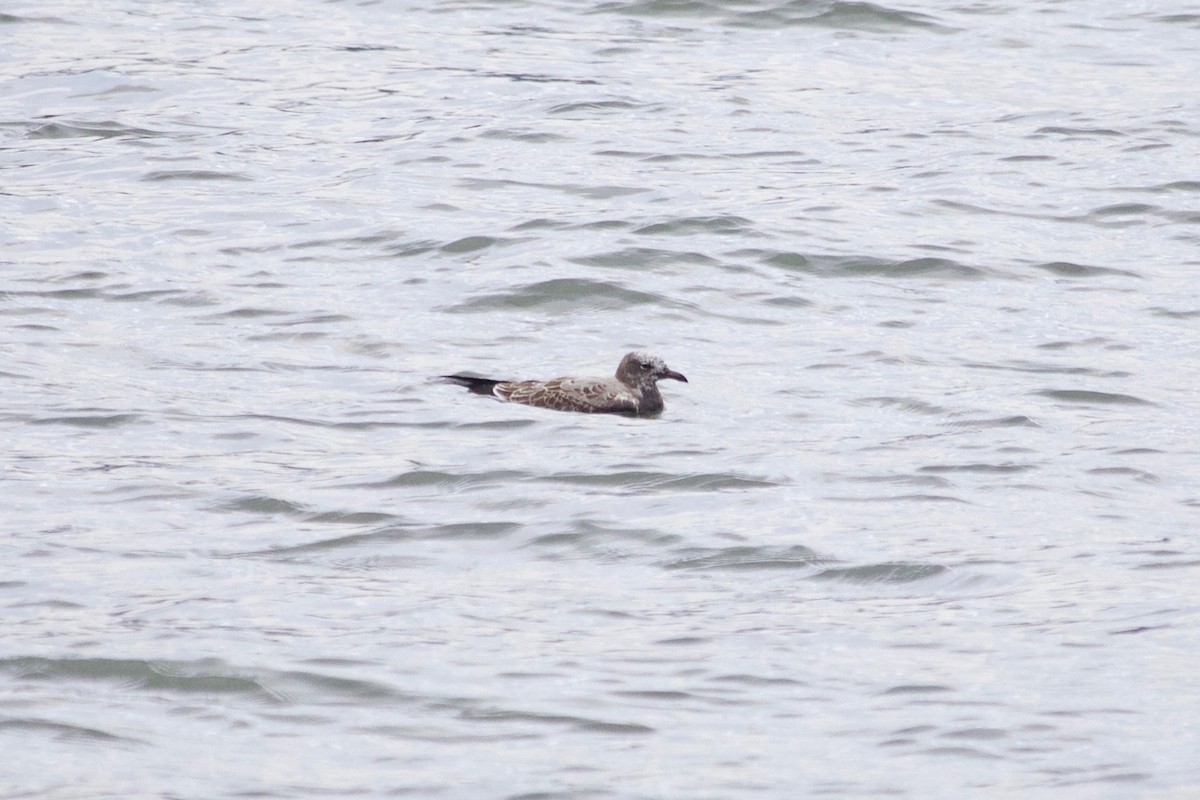 Mouette atricille - ML610095802