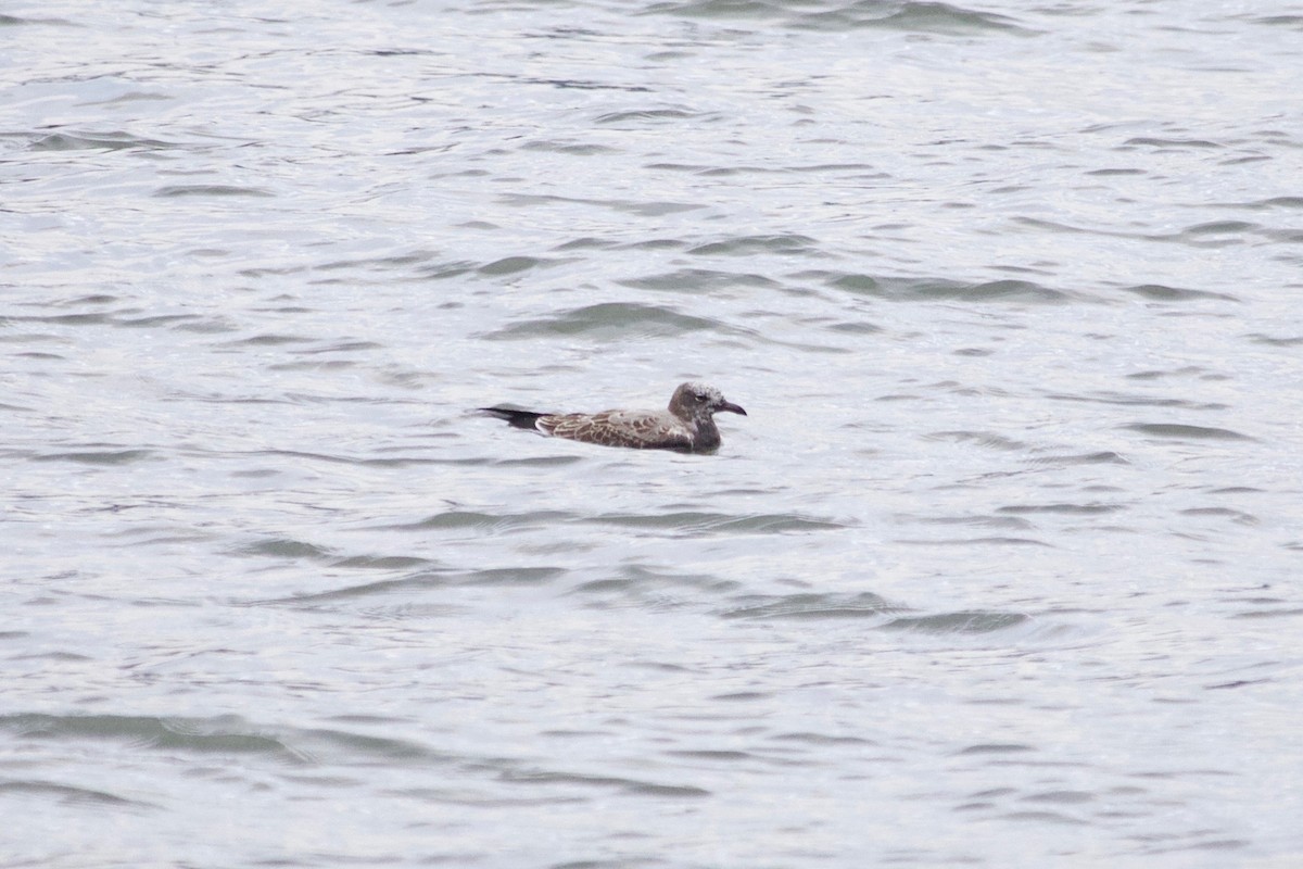 Laughing Gull - ML610095802