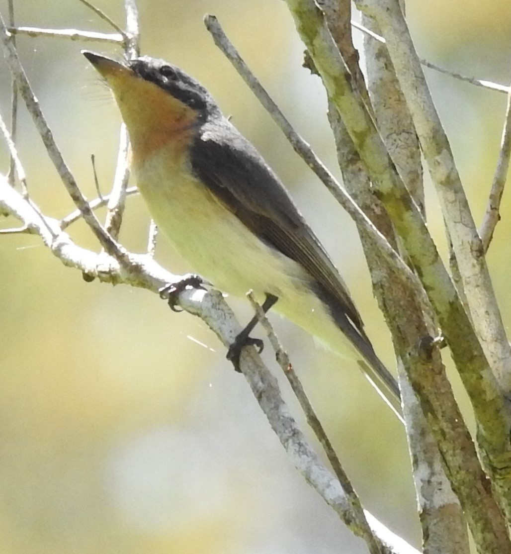 Leaden Flycatcher - Jamie B