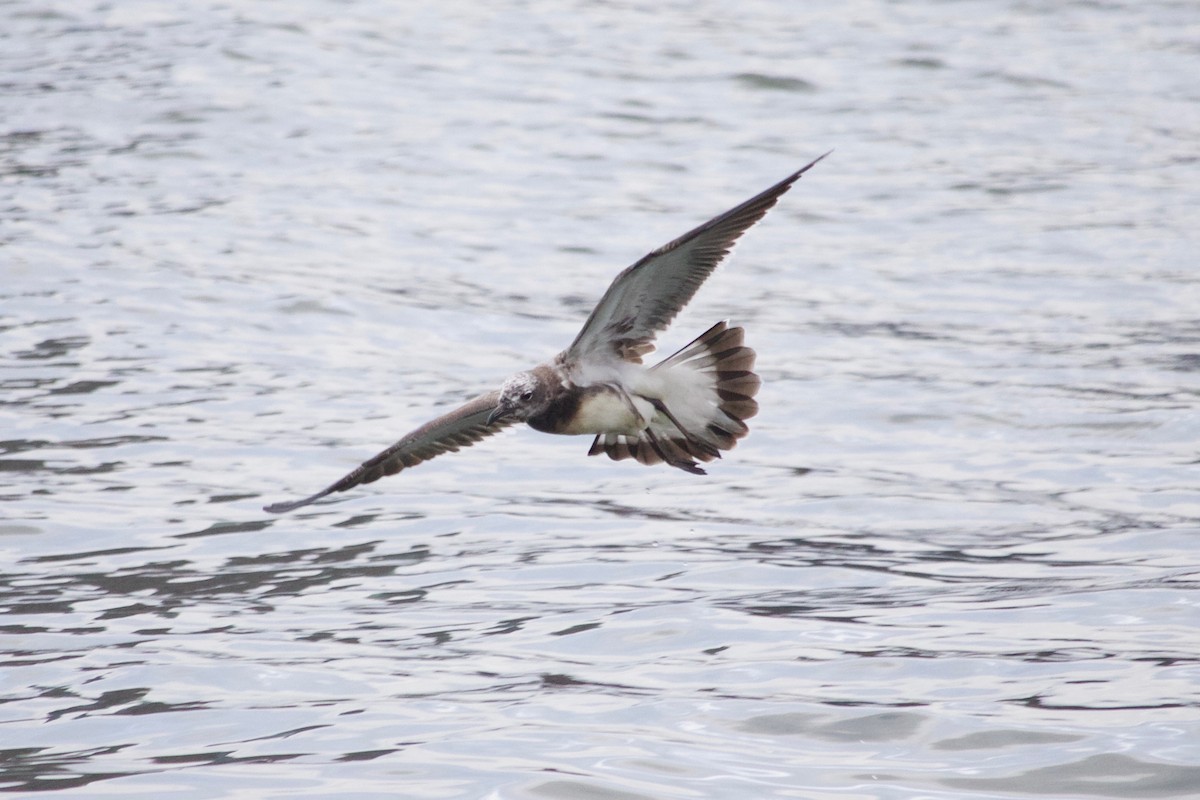 Laughing Gull - Loyan Beausoleil