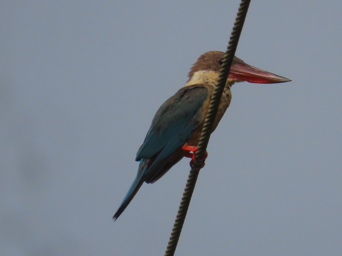 Stork-billed Kingfisher - ML610095813
