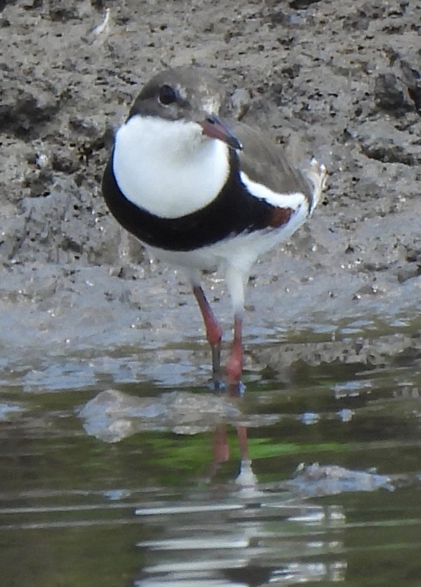 Red-kneed Dotterel - ML610095826