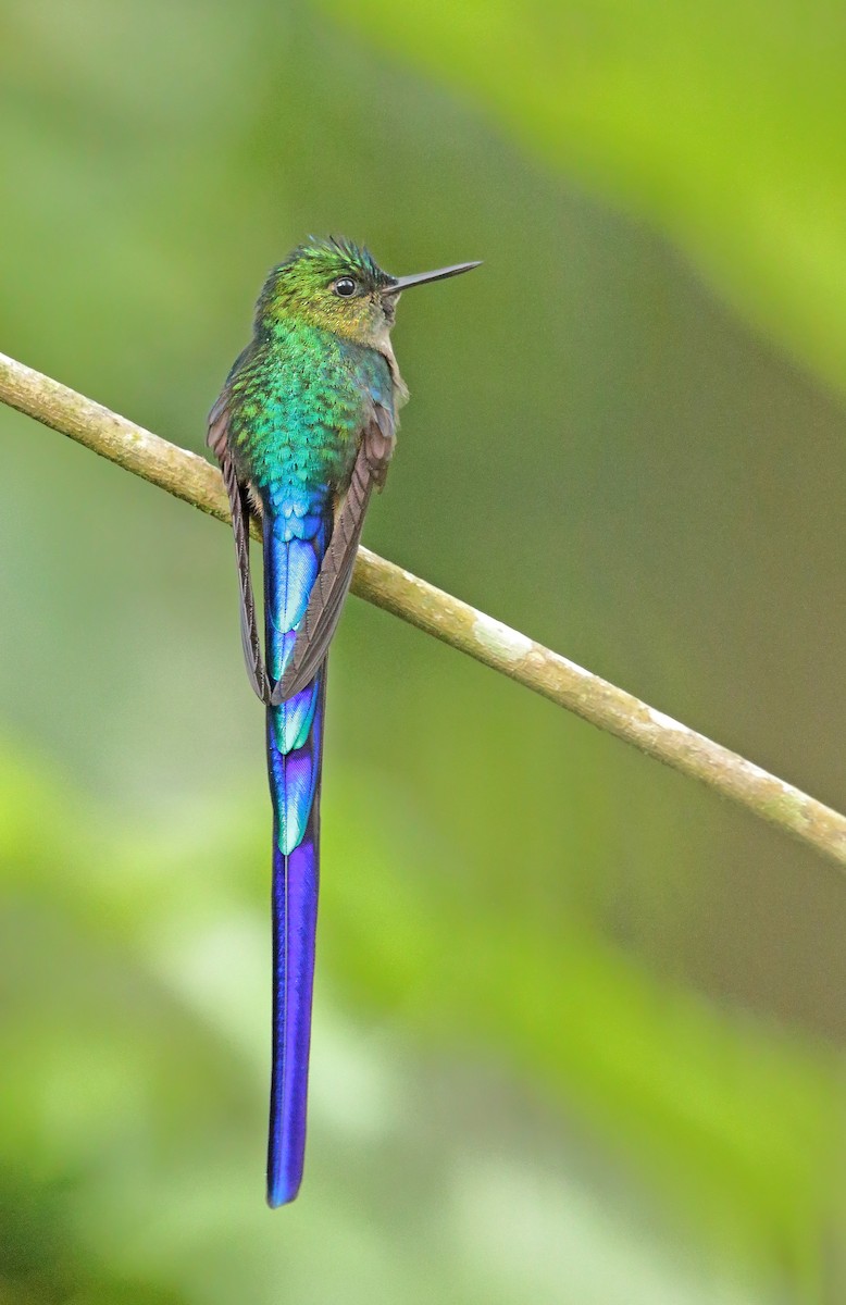 Violet-tailed Sylph - ML610095830