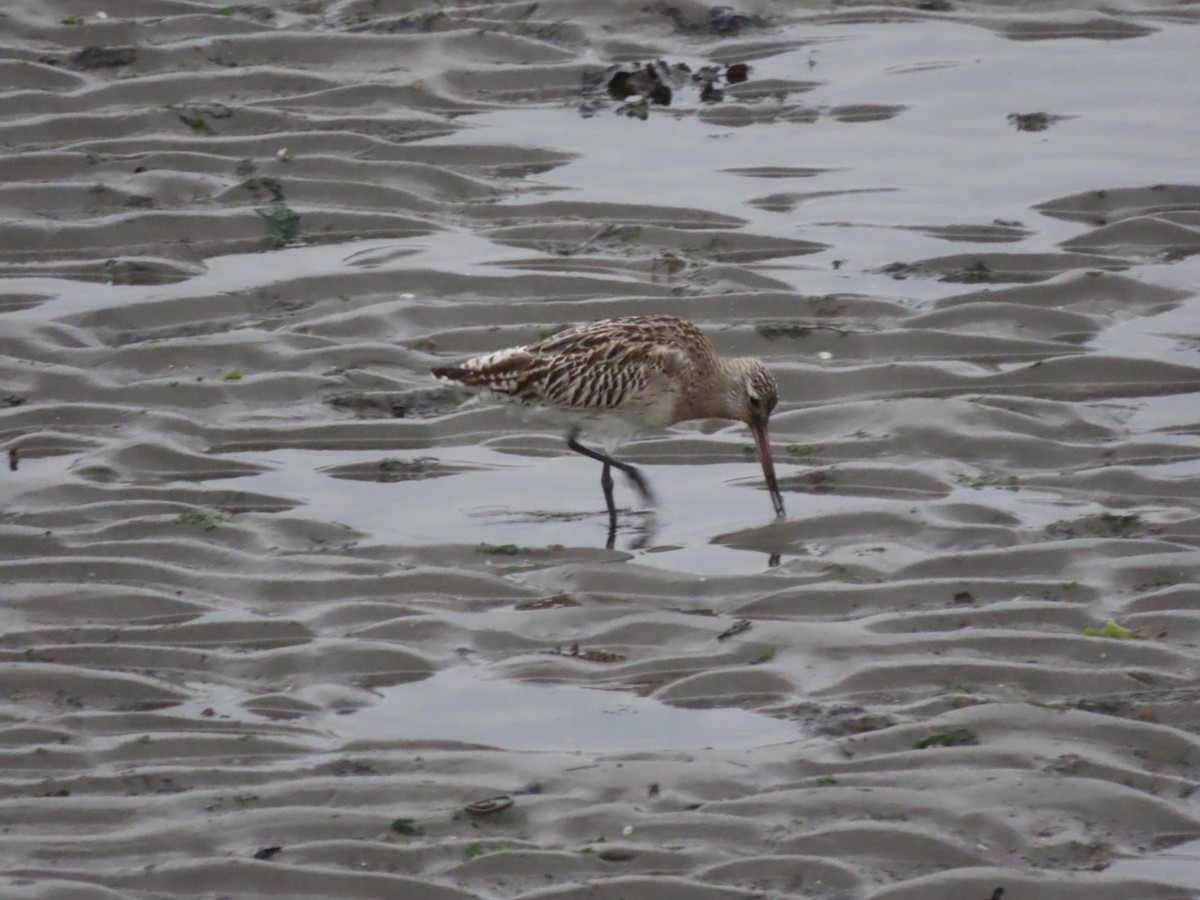 Bar-tailed Godwit - ML610095834