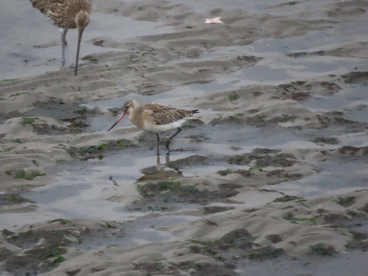 Bar-tailed Godwit - ML610095836