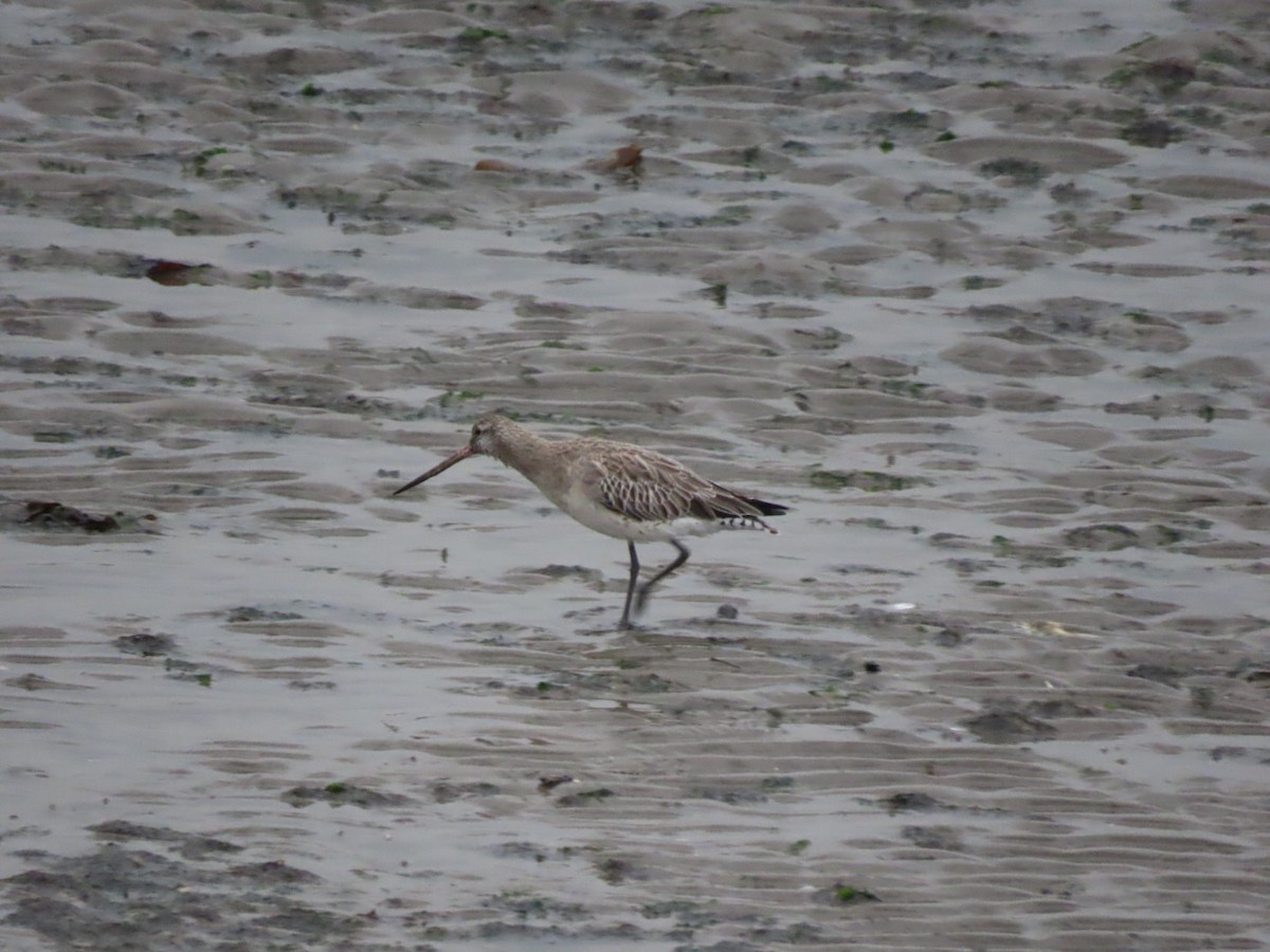 Bar-tailed Godwit - ML610095837