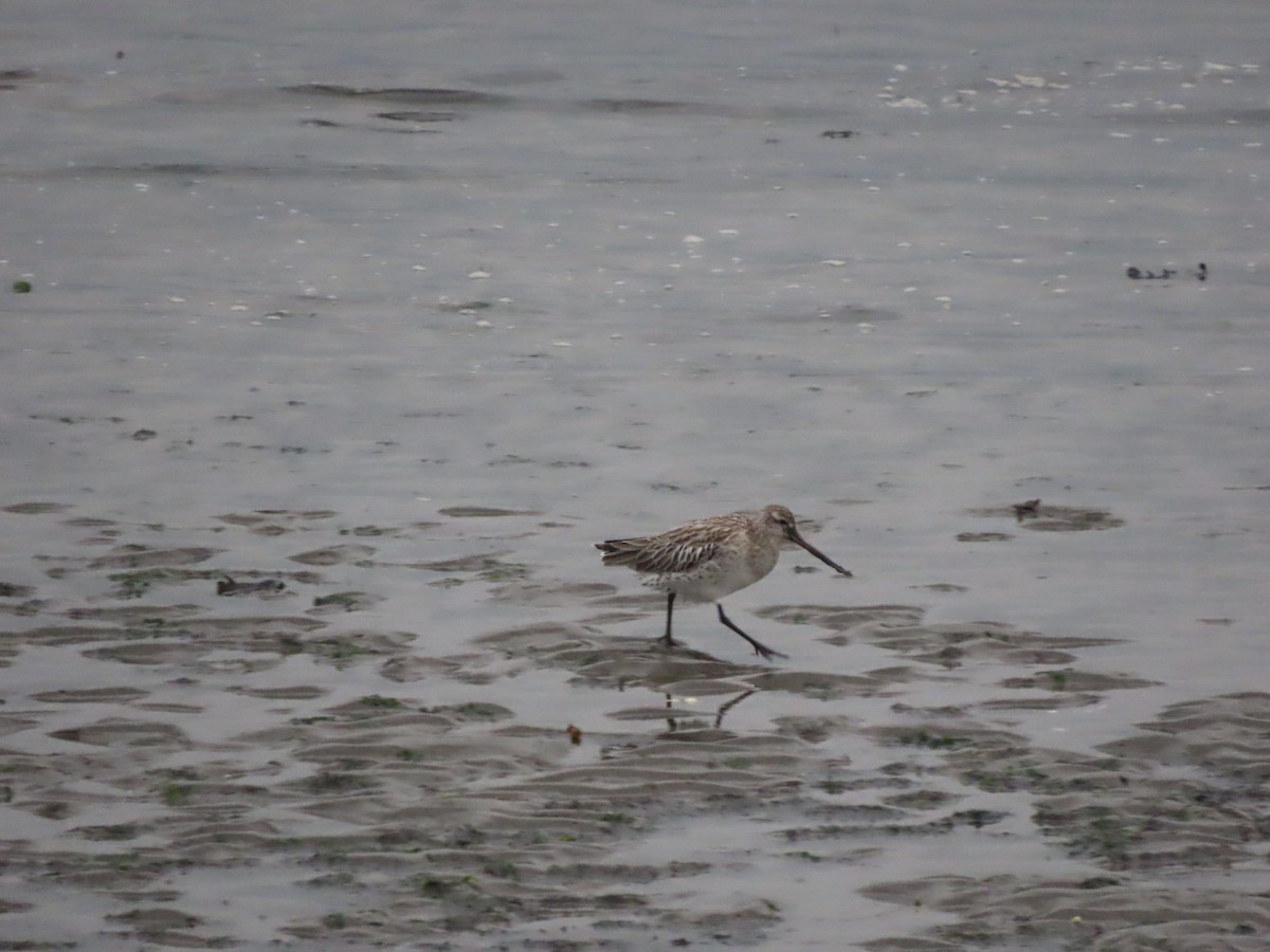 Bar-tailed Godwit - ML610095838