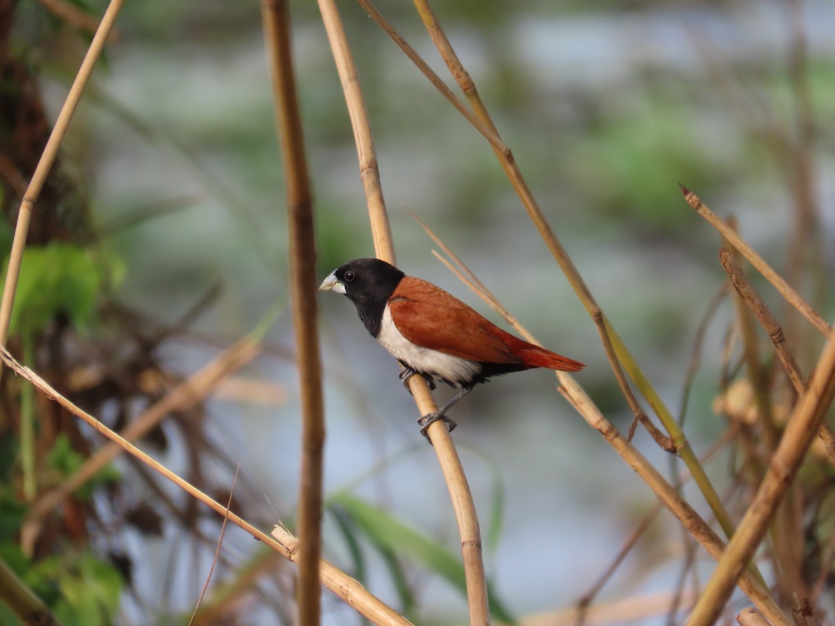 Tricolored Munia - ML610095841