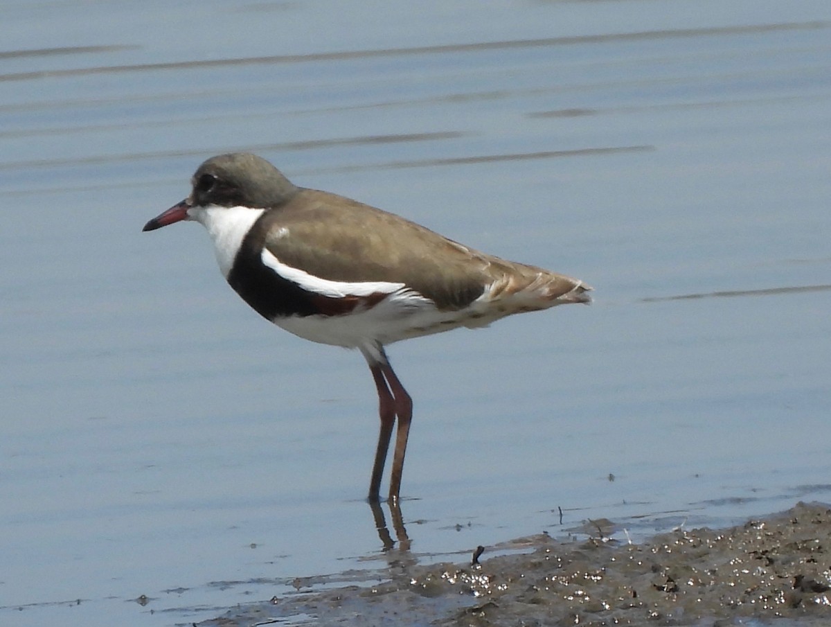 Red-kneed Dotterel - ML610095842