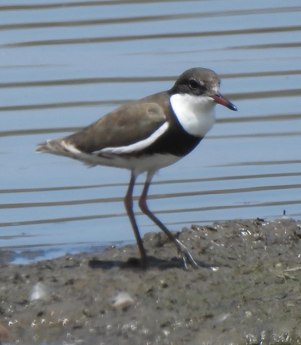 Red-kneed Dotterel - ML610095852