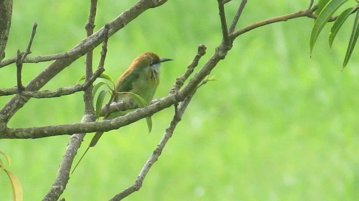 bee-eater sp. - ML610095871