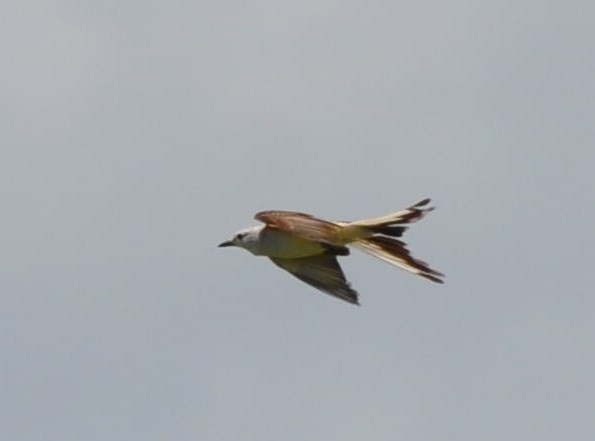 Scissor-tailed Flycatcher - ML61009591