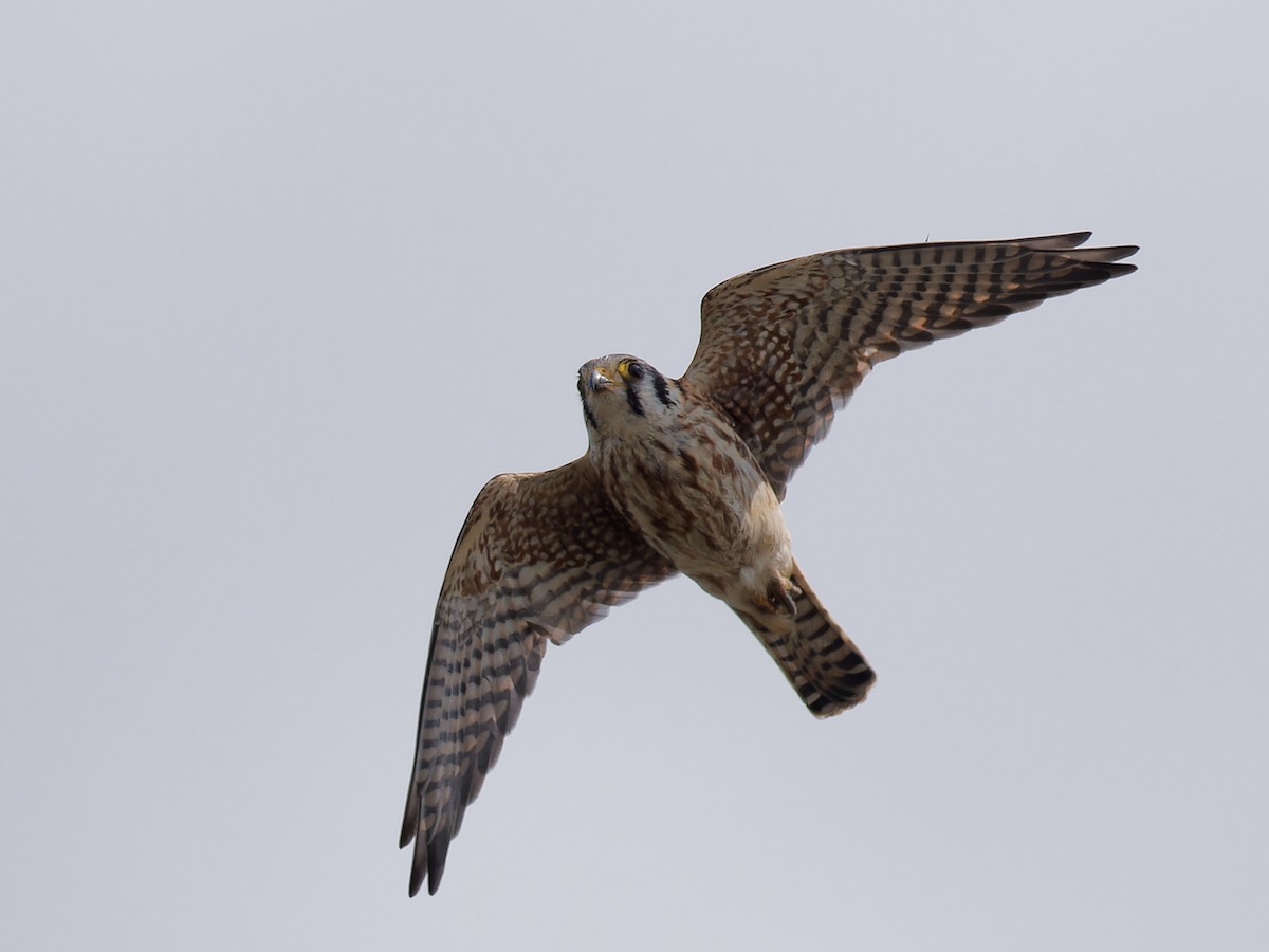 American Kestrel - ML610095948