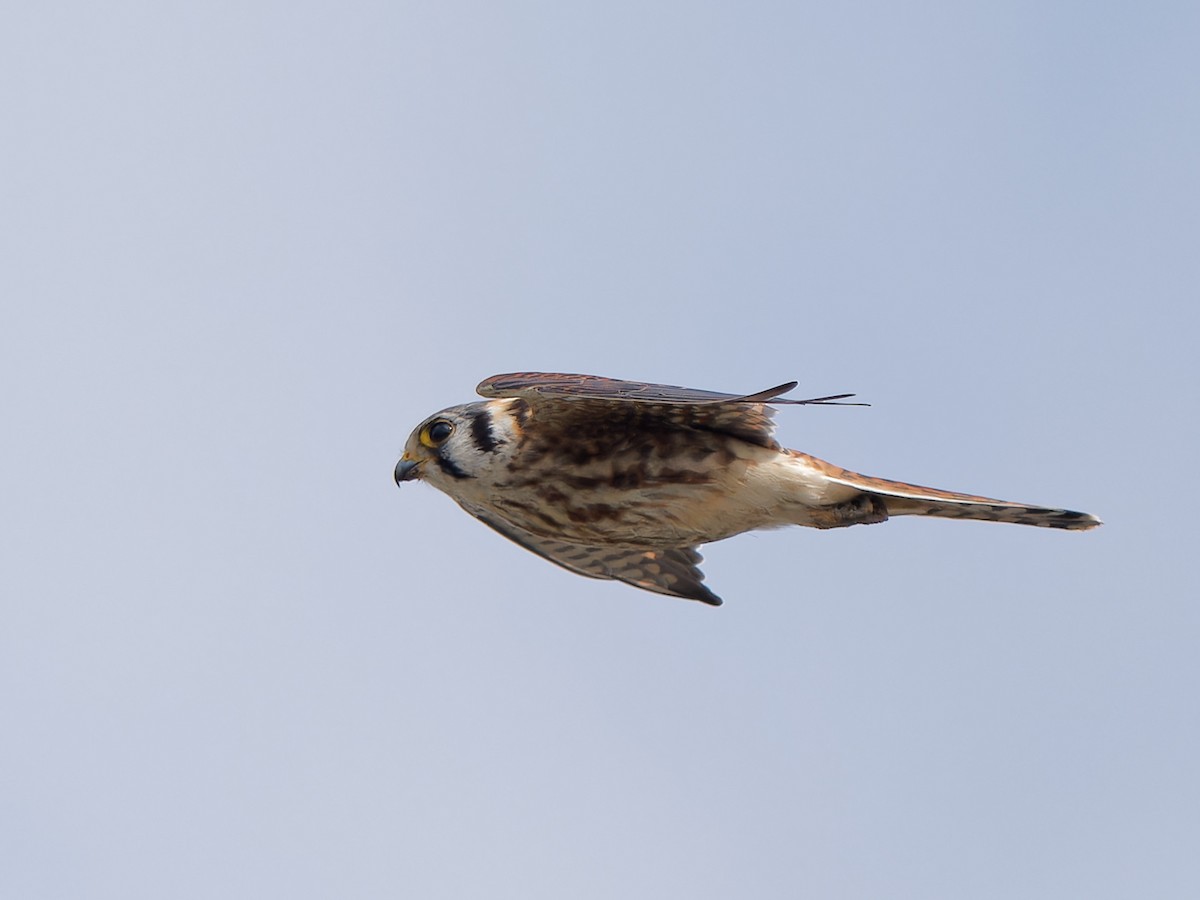 American Kestrel - ML610095949