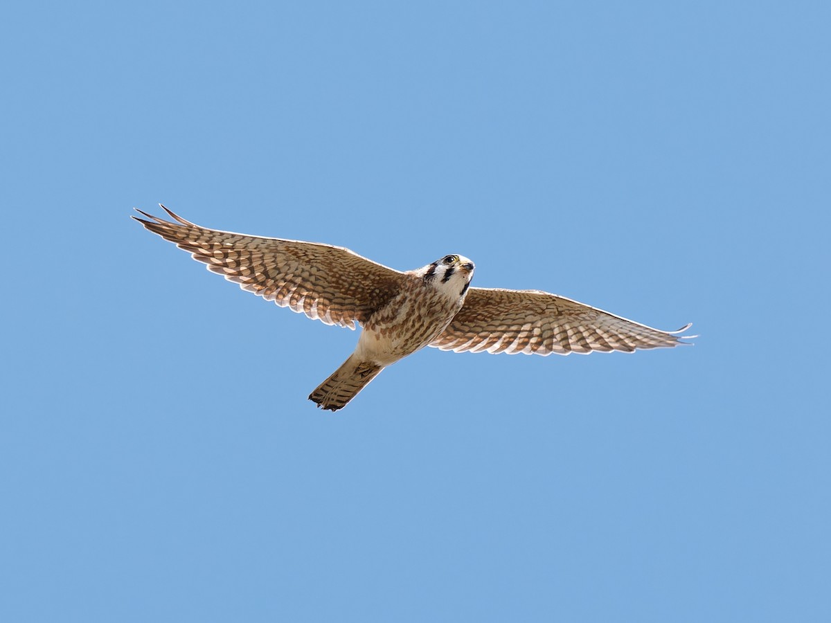 American Kestrel - ML610095951