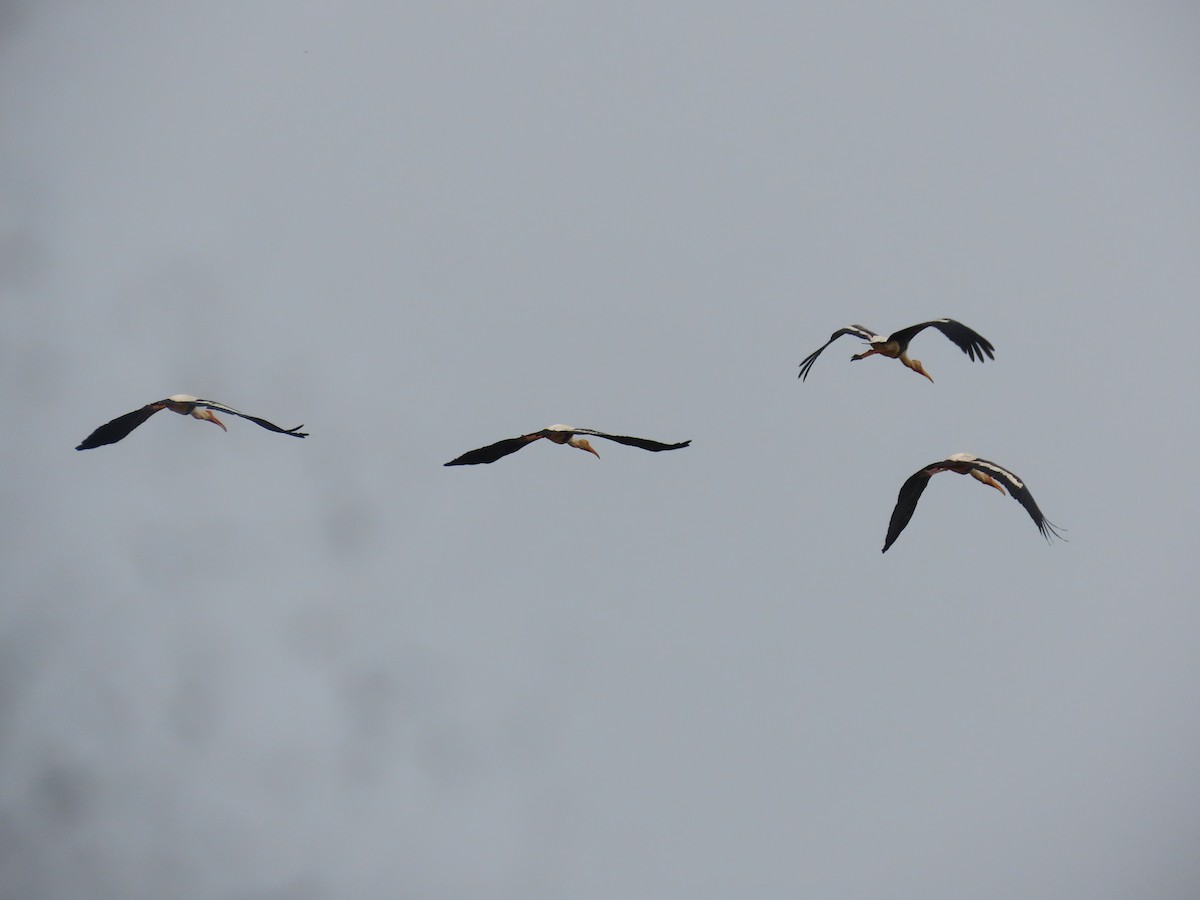 Painted Stork - ML610095974