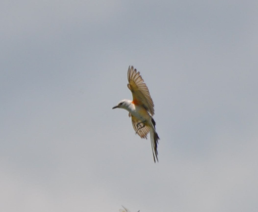 Scissor-tailed Flycatcher - ML61009601