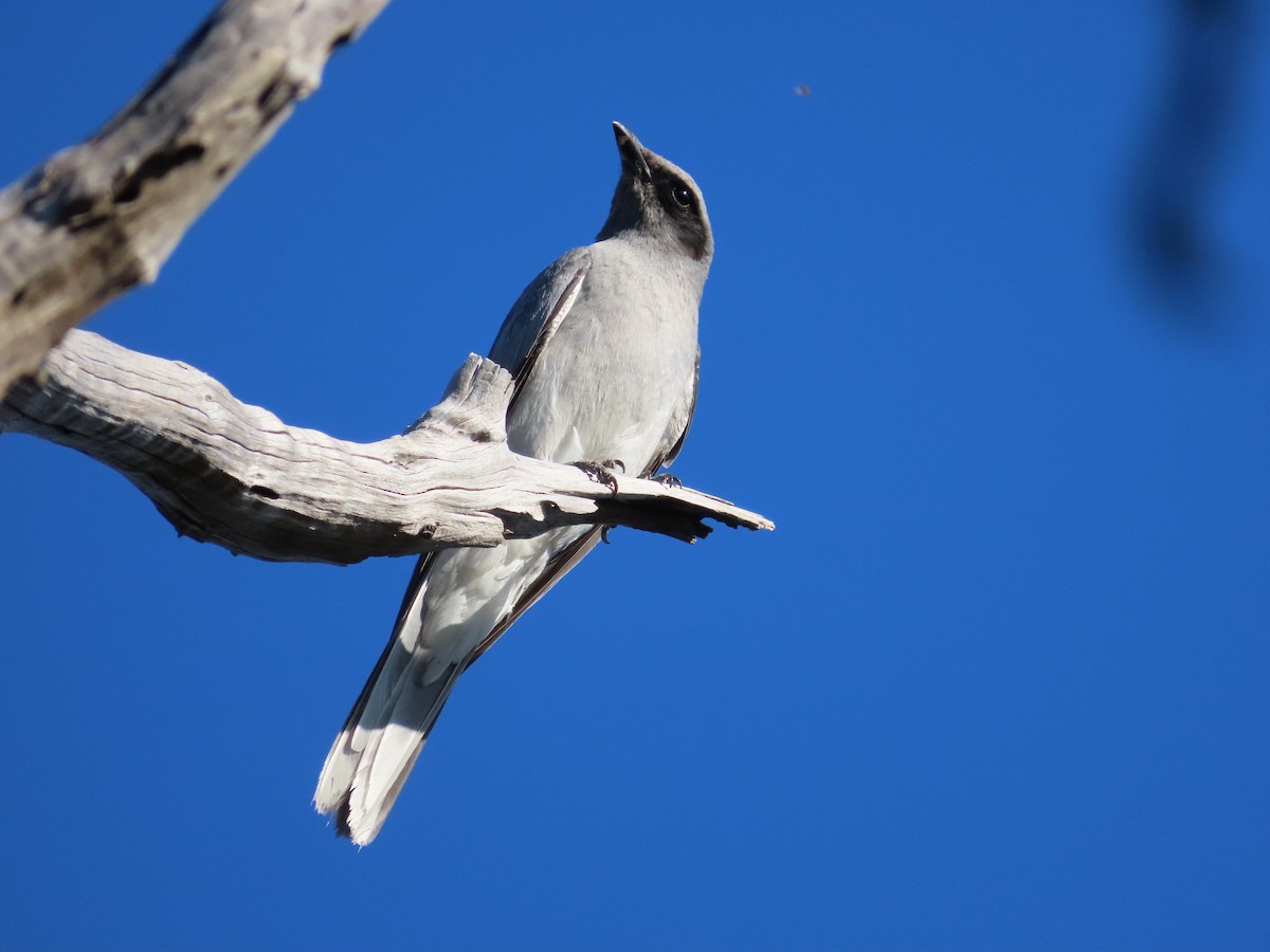 Black-faced Cuckooshrike - ML610096119