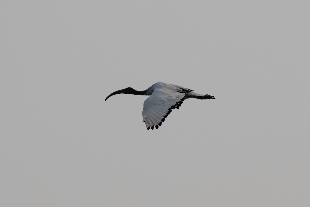 African Sacred Ibis - ML610096161