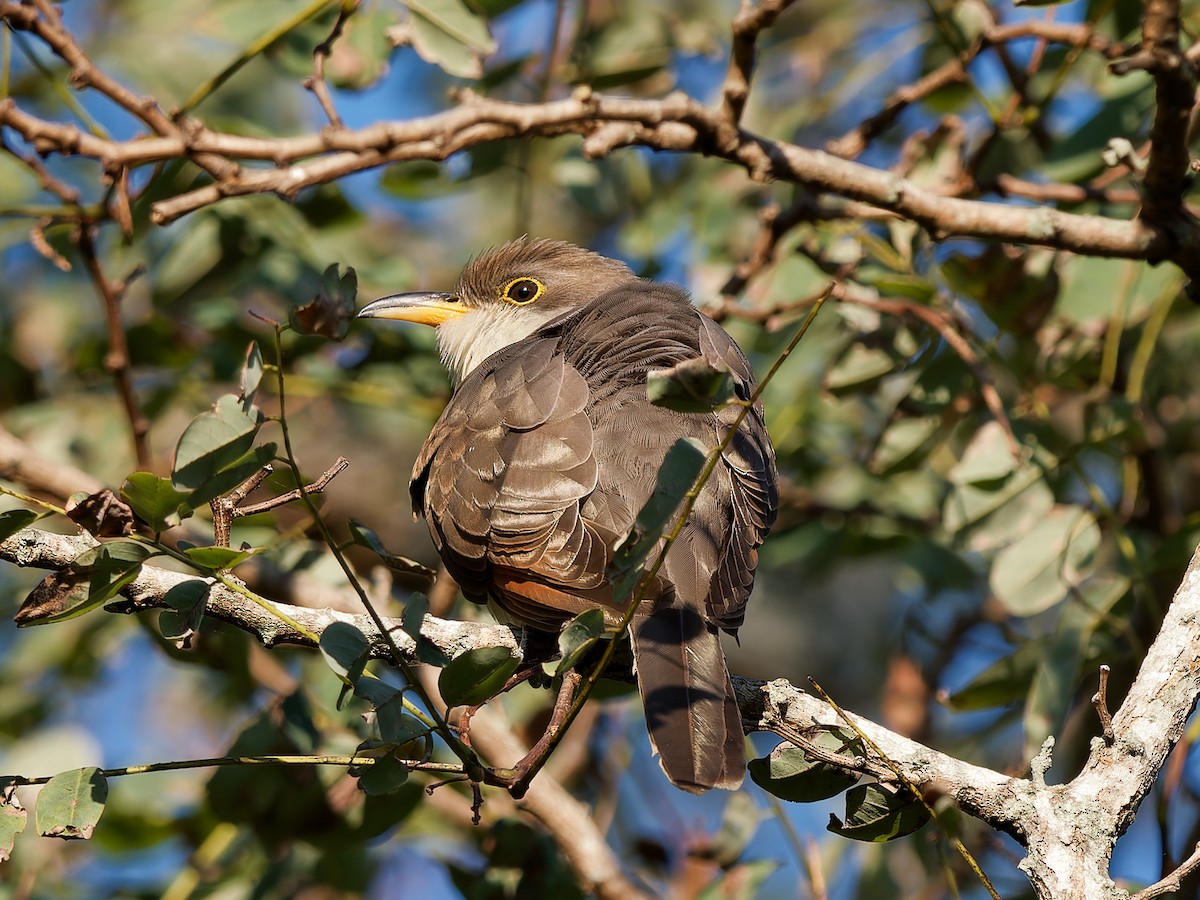 Yellow-billed Cuckoo - ML610096209
