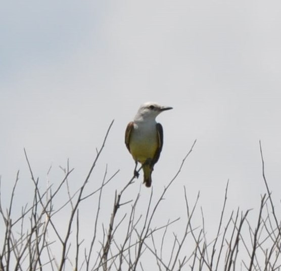 Scissor-tailed Flycatcher - ML61009621