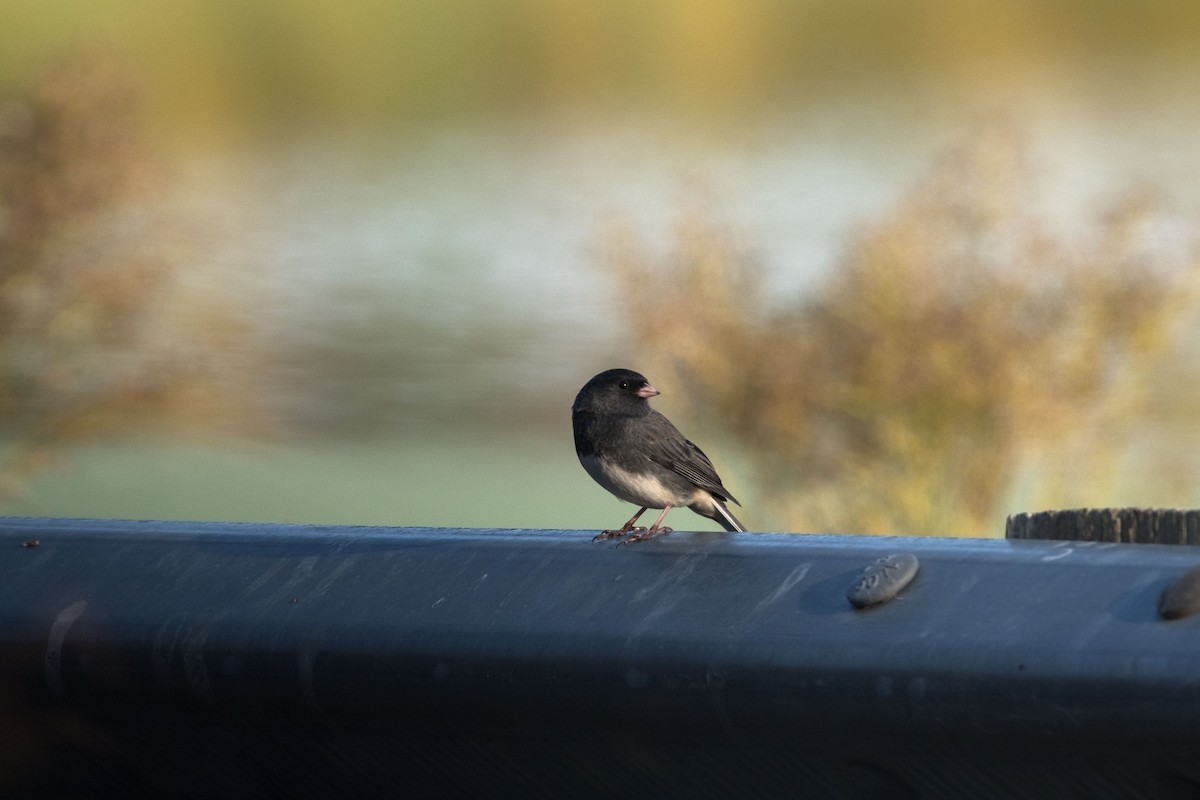 Dark-eyed Junco - ML610096244