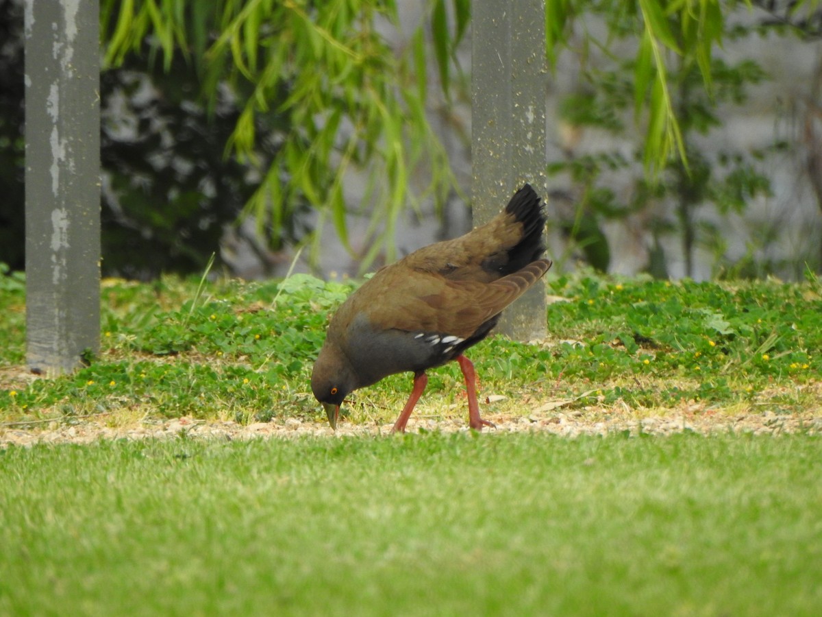 Black-tailed Nativehen - DS Ridley