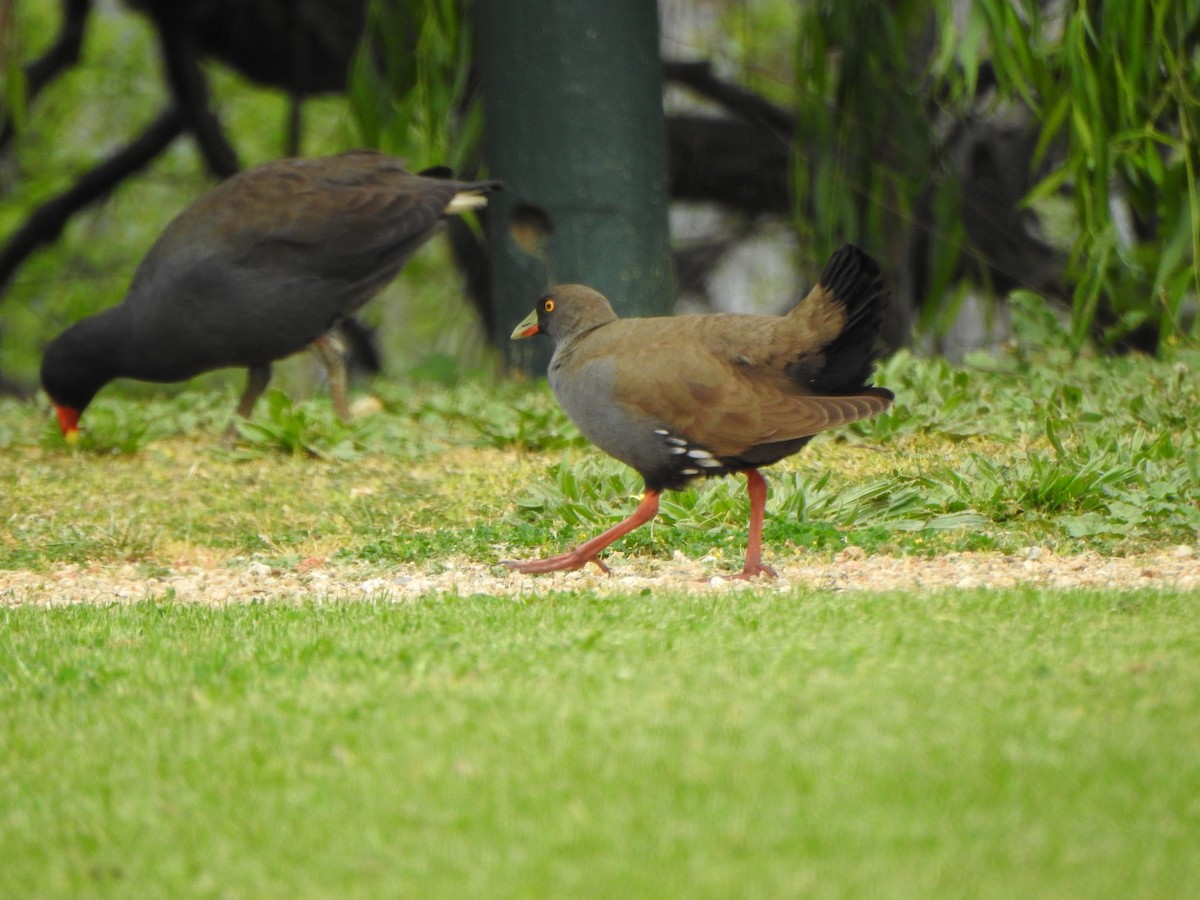 Black-tailed Nativehen - ML610096278