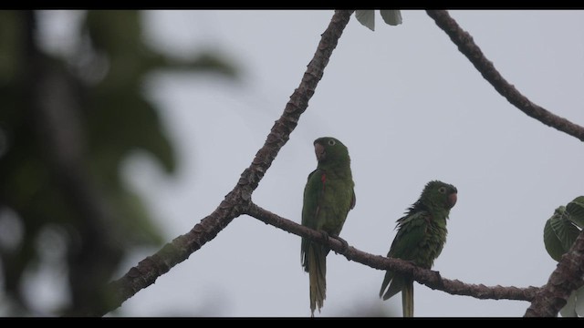 Aratinga Ojiblanca - ML610096300