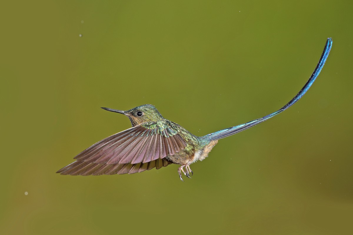 Violet-tailed Sylph - sheau torng lim