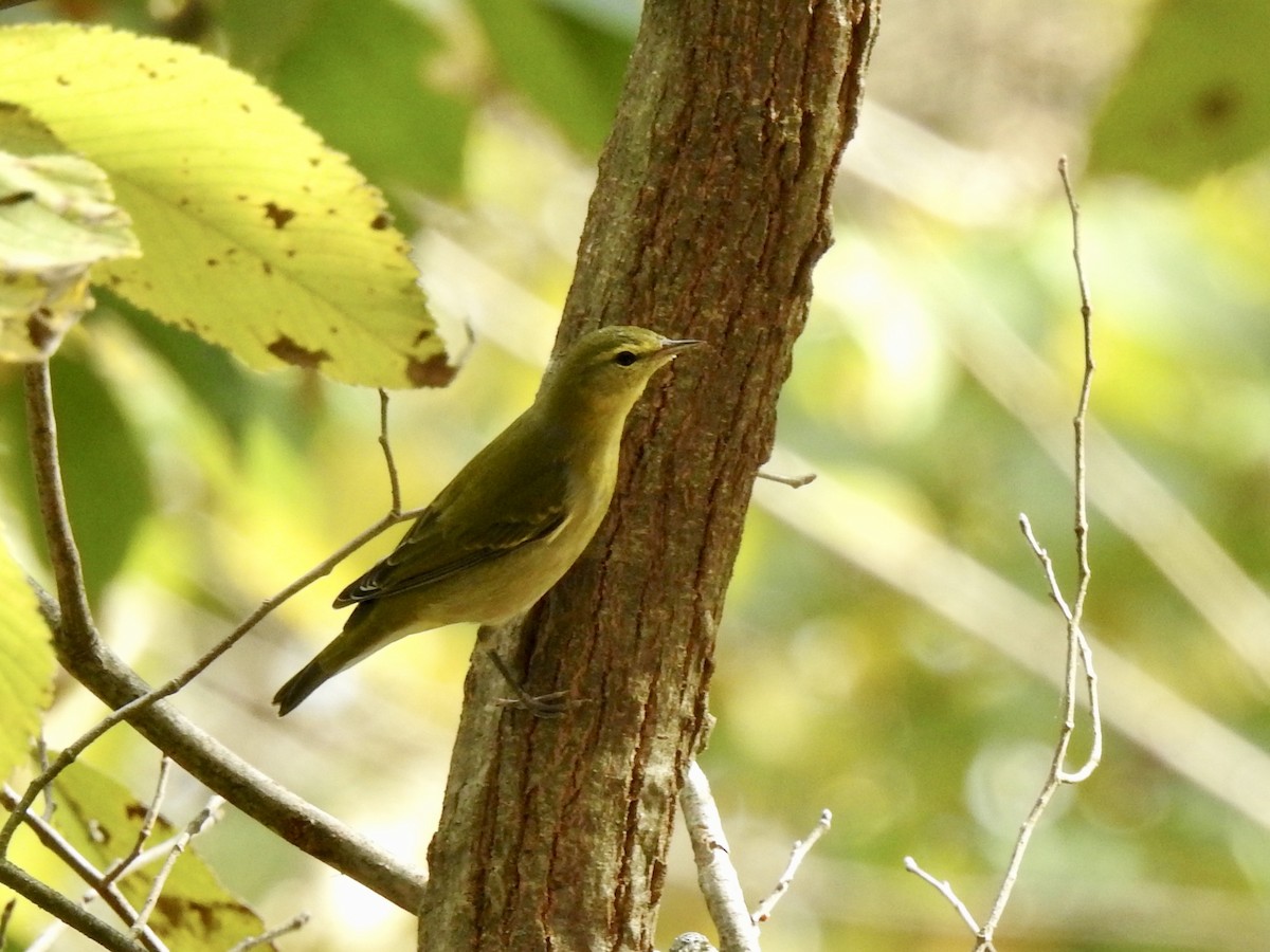 Tennessee Warbler - ML610096312