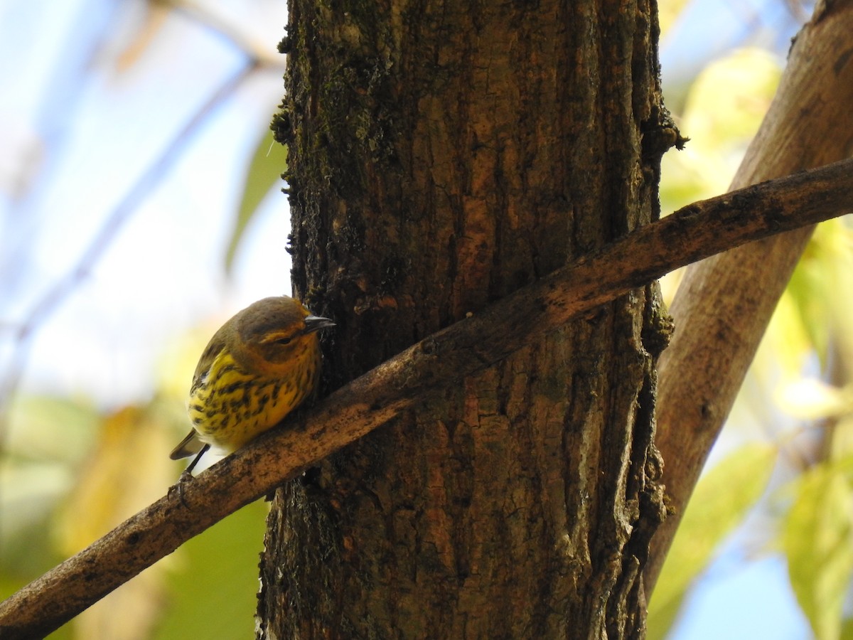 Cape May Warbler - ML610096316