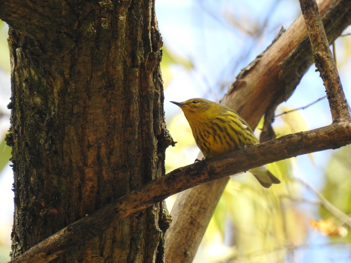Cape May Warbler - ML610096317