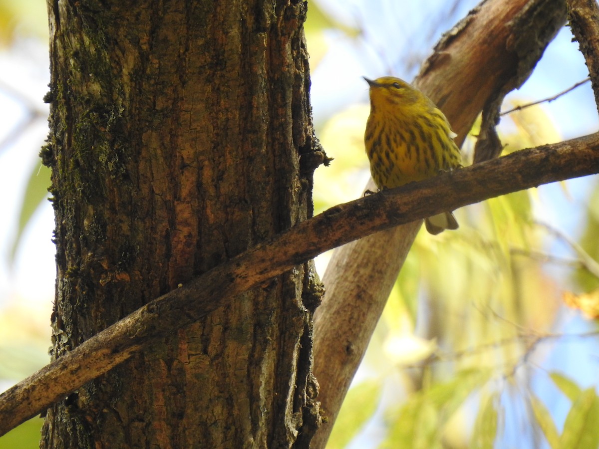 Cape May Warbler - ML610096318