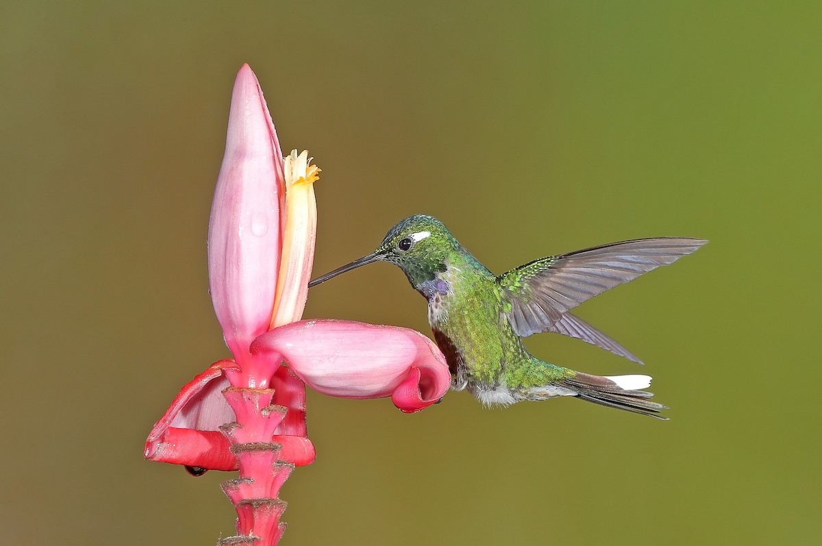 kolibřík skvrnoocasý - ML610096338