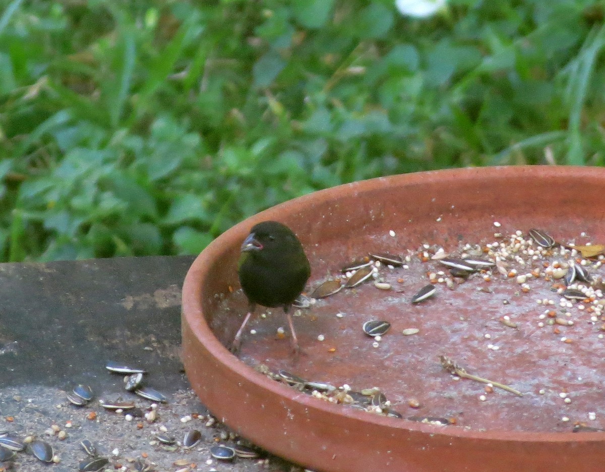 Black-faced Grassquit - ML61009641