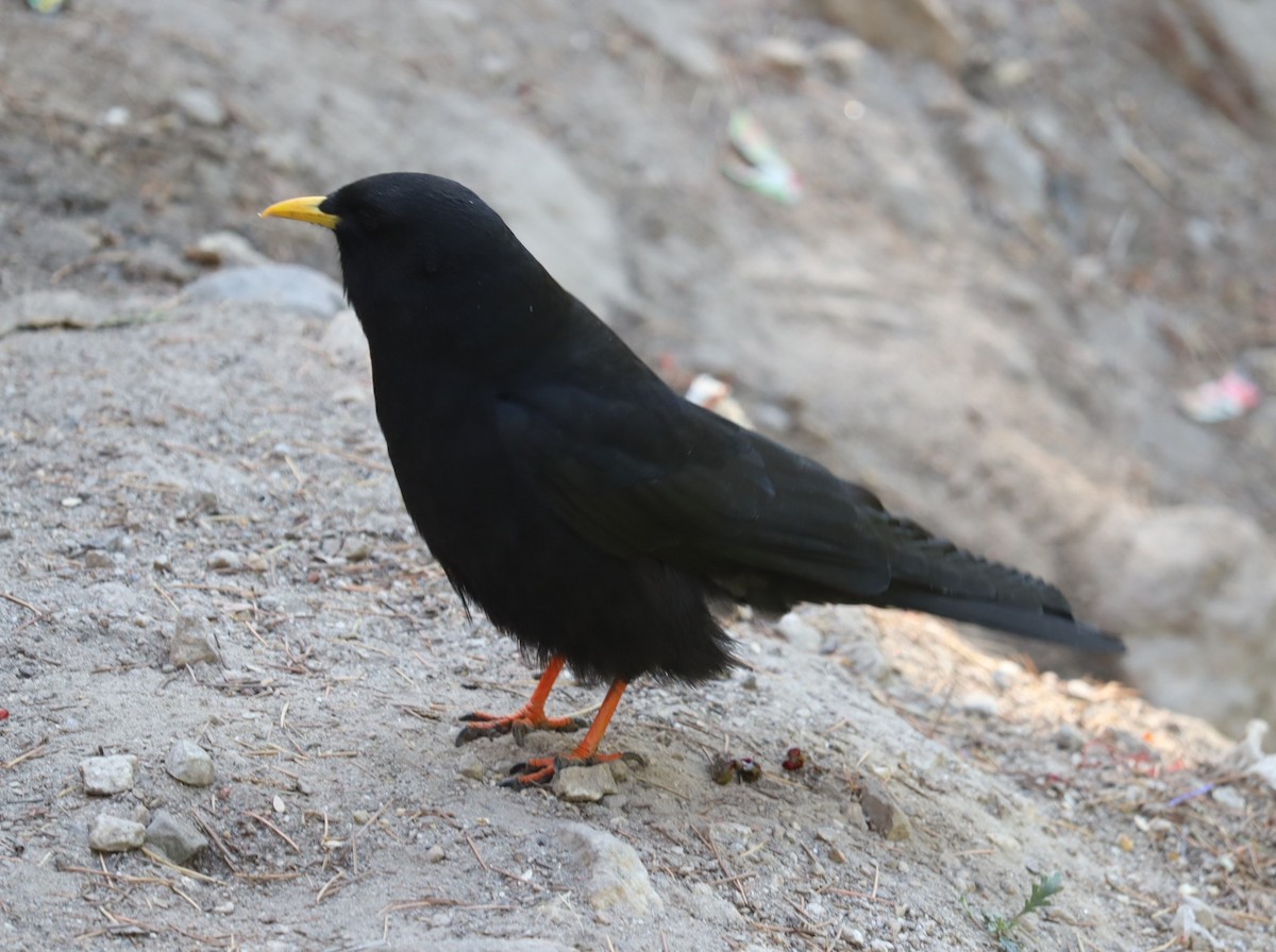 Yellow-billed Chough - Mahesh Durga