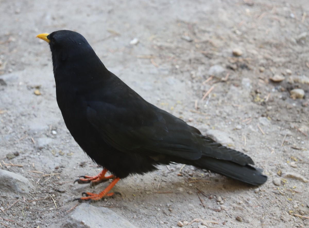 Yellow-billed Chough - ML610096543