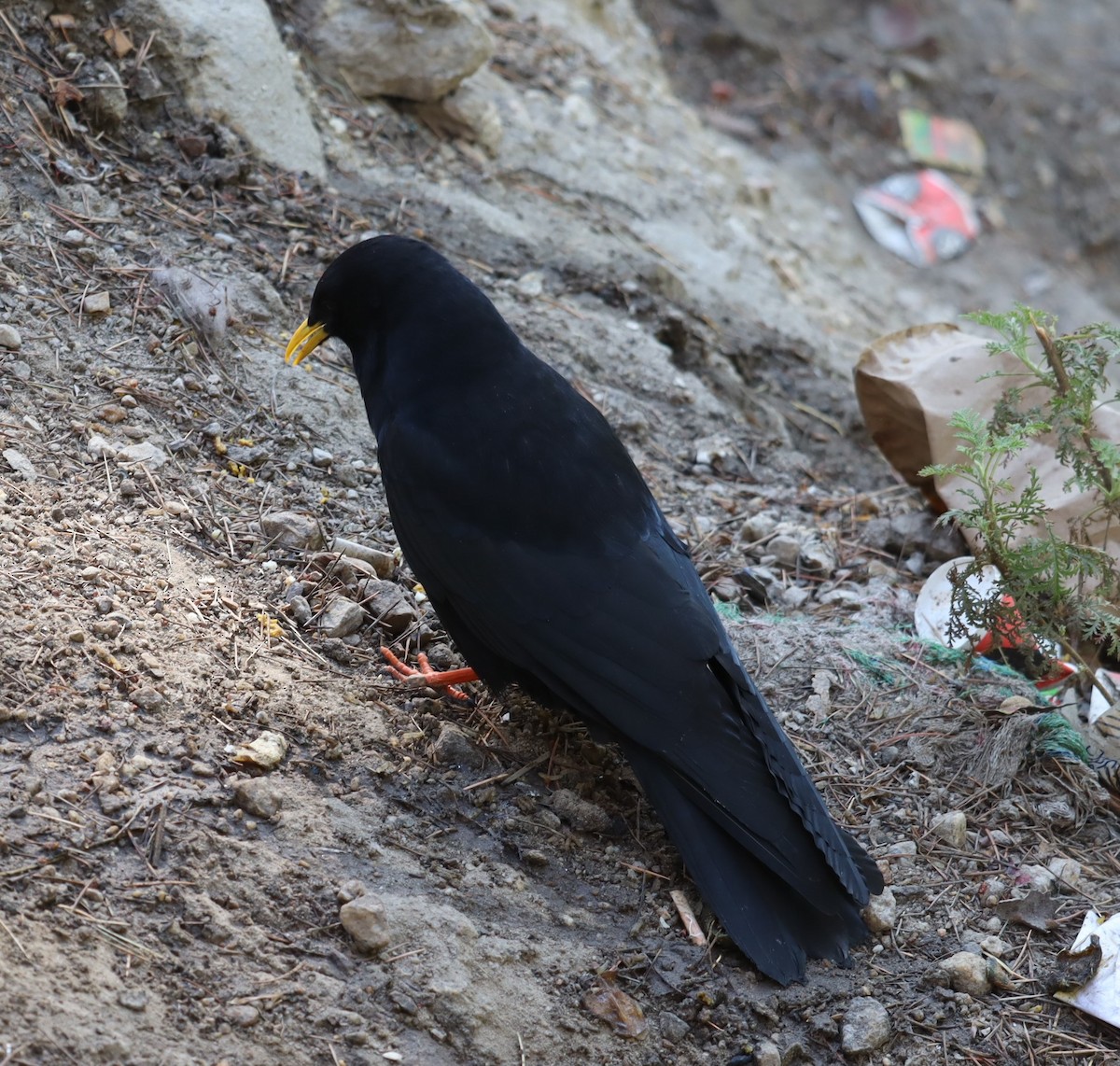 Yellow-billed Chough - ML610096544