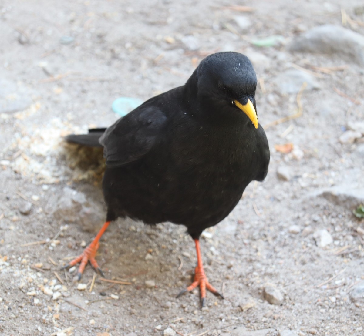 Yellow-billed Chough - ML610096545