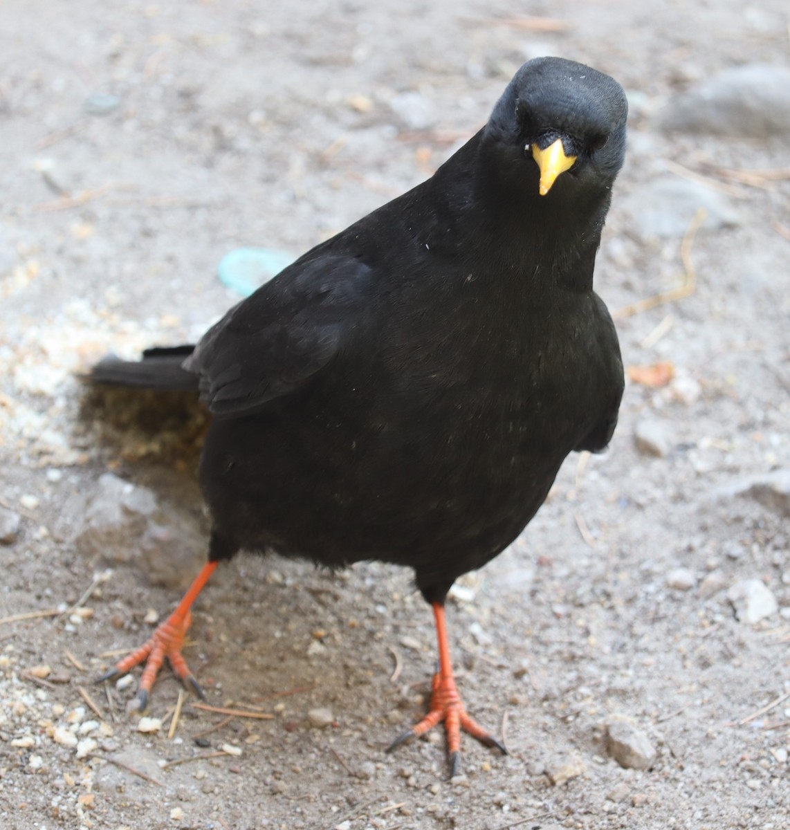 Yellow-billed Chough - ML610096546