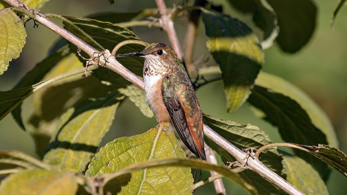 Rufous Hummingbird - ML610096666