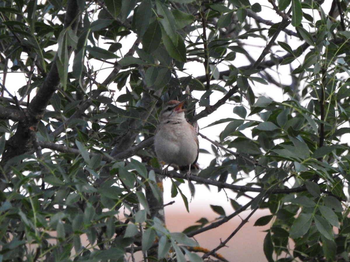 Rufous-tailed Scrub-Robin - ML610096681