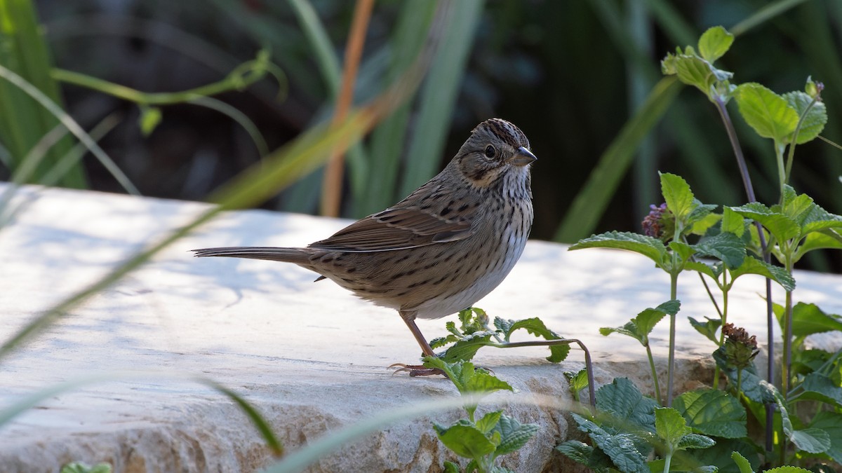 Lincoln's Sparrow - ML610096688